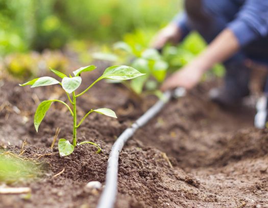 Tropfbewässerung Pflanzenbeet